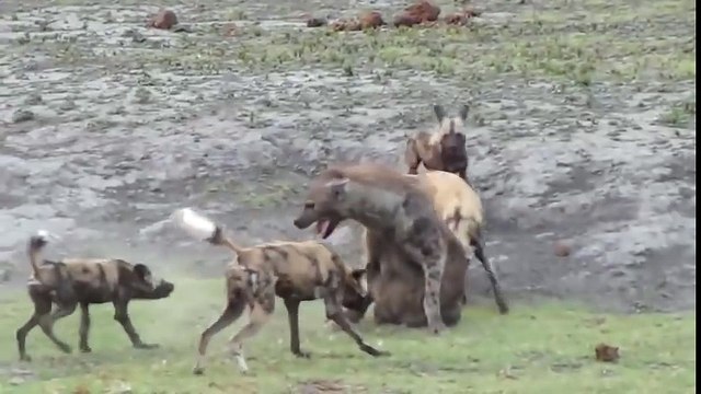 ДИКИЕ СОБАКИ РВУТ ГИЕНУ