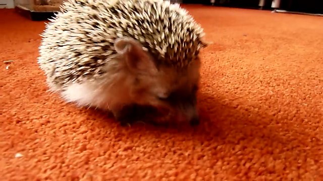 Ежик обедаетHedgehog beats worms