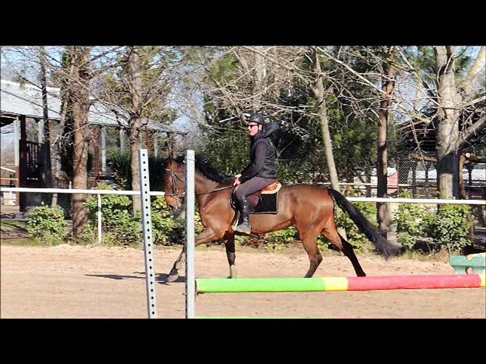 hongre de 6 ans par copperfield