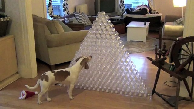 Best Dog Gift Ever - Dog Receives 210 Bottles for Christmas- Cute Dog Maymo