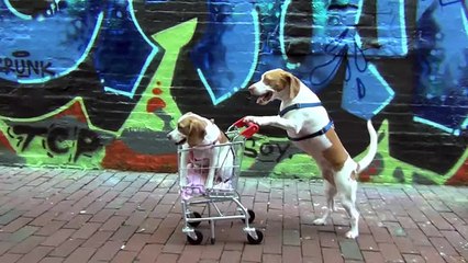 Dog Takes Puppy on Journey in Shopping Cart- Cute Dog Maymo and Puppy Penny