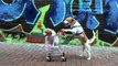 Dog Takes Puppy on Journey in Shopping Cart- Cute Dog Maymo and Puppy Penny