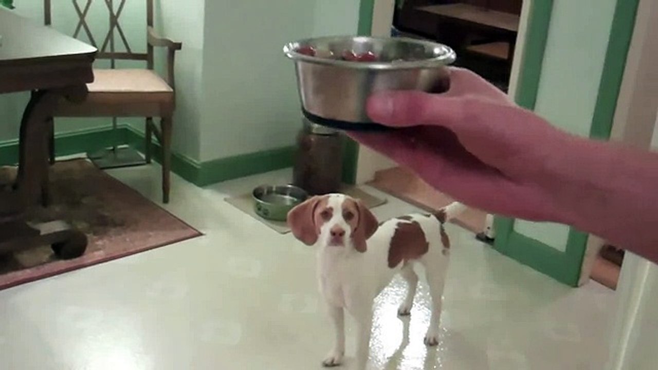 Doggy Dance Fail