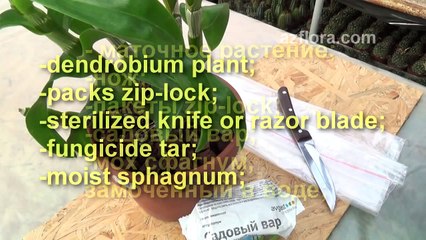 Как размножать Дендробиум в домашних условиях-