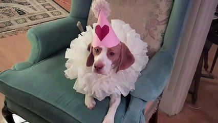 Dog Plays Dead in Elizabethan Ruff-  Cute Dog Maymo