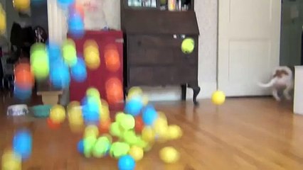 Dog Surprised with 100 Balls for Birthday- Cute Dog Maymo