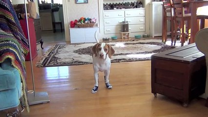 Dog Has Trouble Walking in Sneakers- Cute Dog Maymo