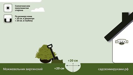 Можжевельник виргинский. Инструкция по посадке. СадСвоимиРуками