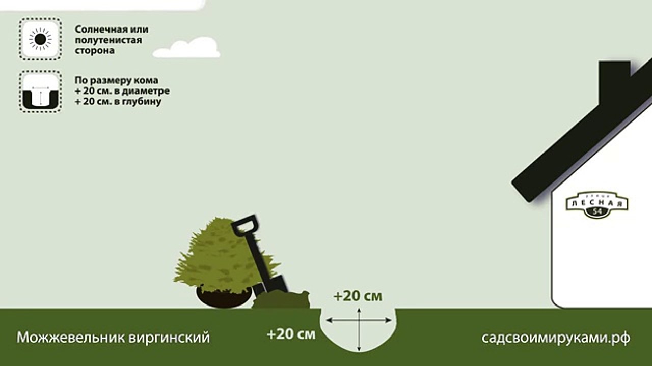 Можжевельник виргинский. Инструкция по посадке. СадСвоимиРуками