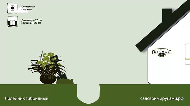 Лилейник гибридный. Инструкция по посадке. СадСвоимиРуками