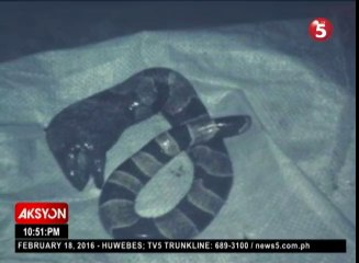 Strange-looking snake creature was given birth by a woman from Cotabato, Philippines