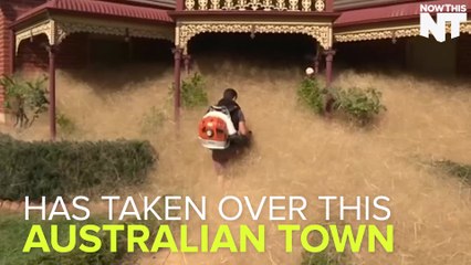 'Hairy Panic' Takes Over Australian Town