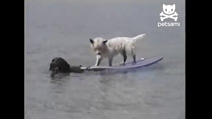 Dog tows another dog to safety