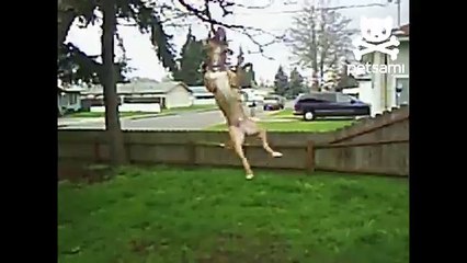 Dog tries to break off tree branch