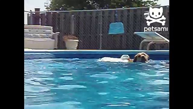 Duck hitches a ride on the dog boat