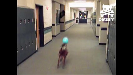 English Bulldog Tries To Catch Balloon
