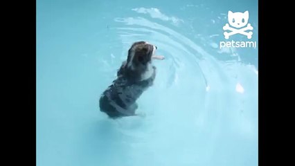 Dog loves synchronized swimming