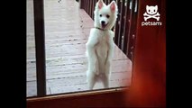 Dog stands on hind legs and begs to be let in