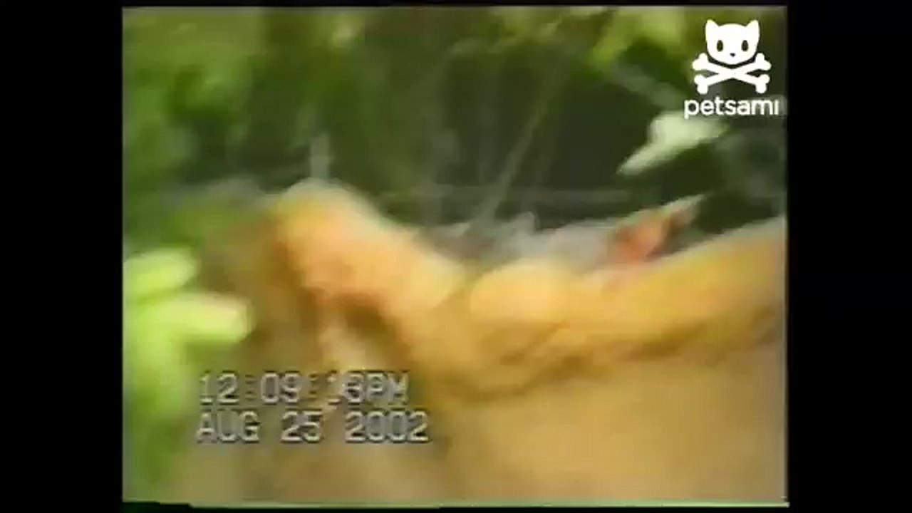 Gorilla flips the bird