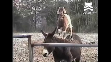 Goat hitches a ride with a jackass