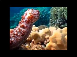 Мальдивы Подводный мир