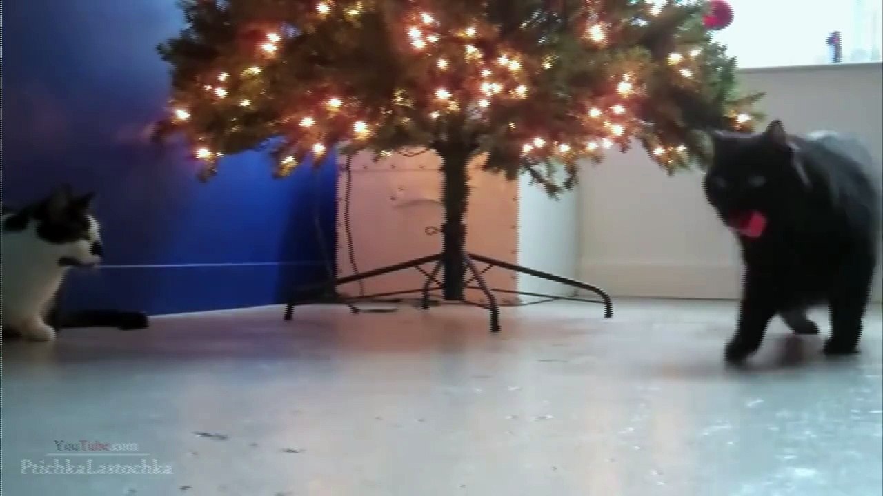 Funny Cats Compilation