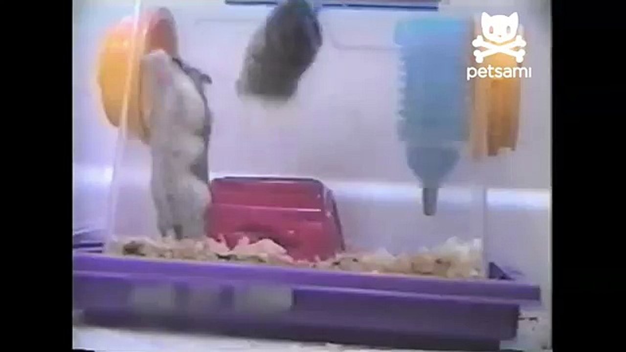 Hamsters do backflips in slow motion