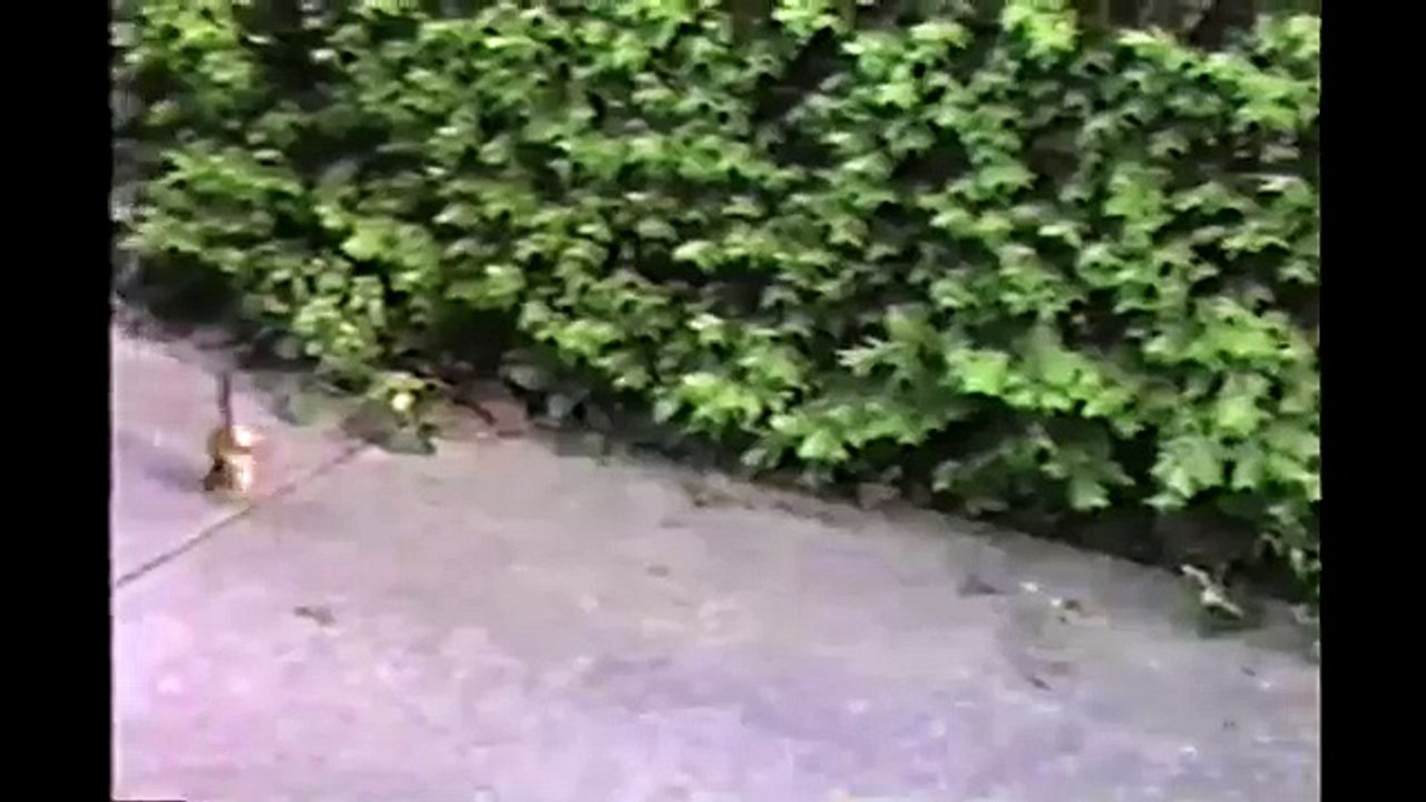 Handstand Chipmunk