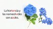 Learn Spanish 4.10 Flowers, Accents & Tildes