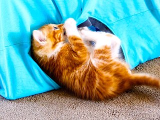 3 Facebook Pet Hacks: Fab or Fail?