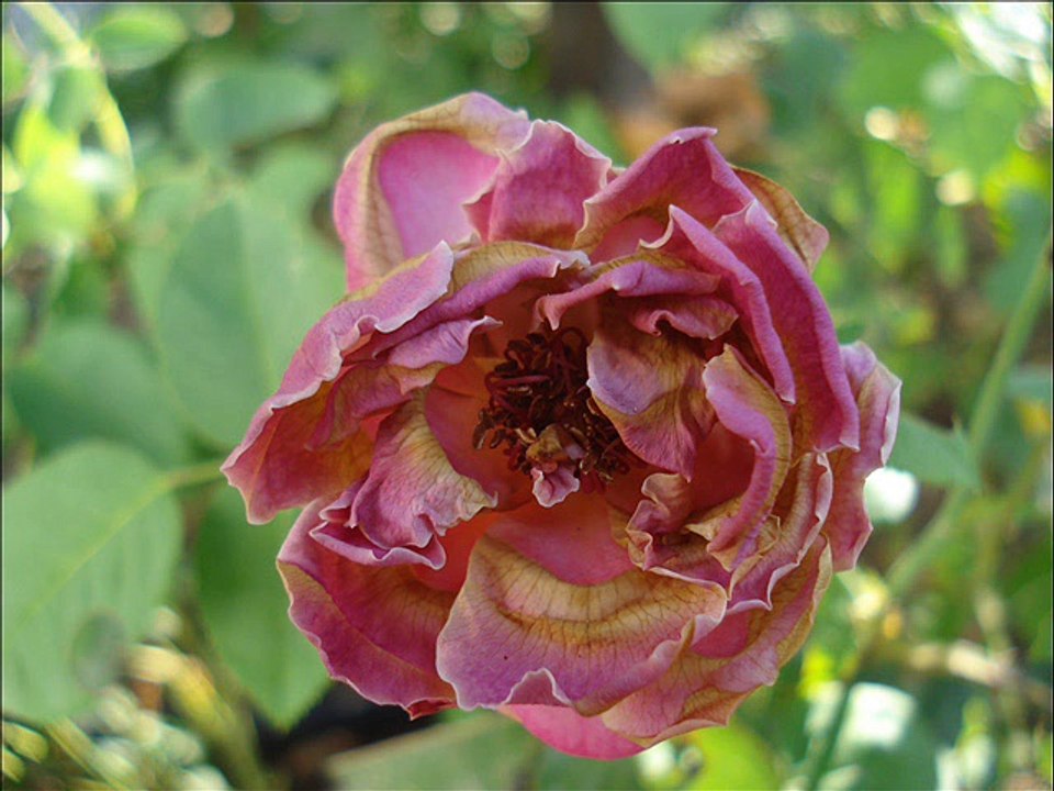 Ramazan Bayramı -YILDIZ KÖYÜ-2011-30 Agustos