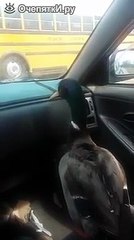 Утка встречает хозяина