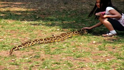 Top 10 Best Pet Snakes in the World 2013