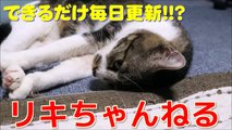 今日もお昼寝を邪魔されるリキちゃん　【リキちゃんねる　猫動画　】　Prank a cat sleeping