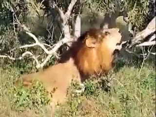 Animal attack lions Mapogo still roars with pride wild NEW@croos hd 720p