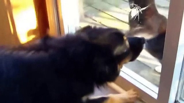 Бой через стекло. Самые смешные кошки видео