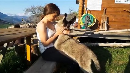 Little donkey wants momma's attention