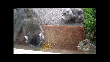 Еноты воруют еду