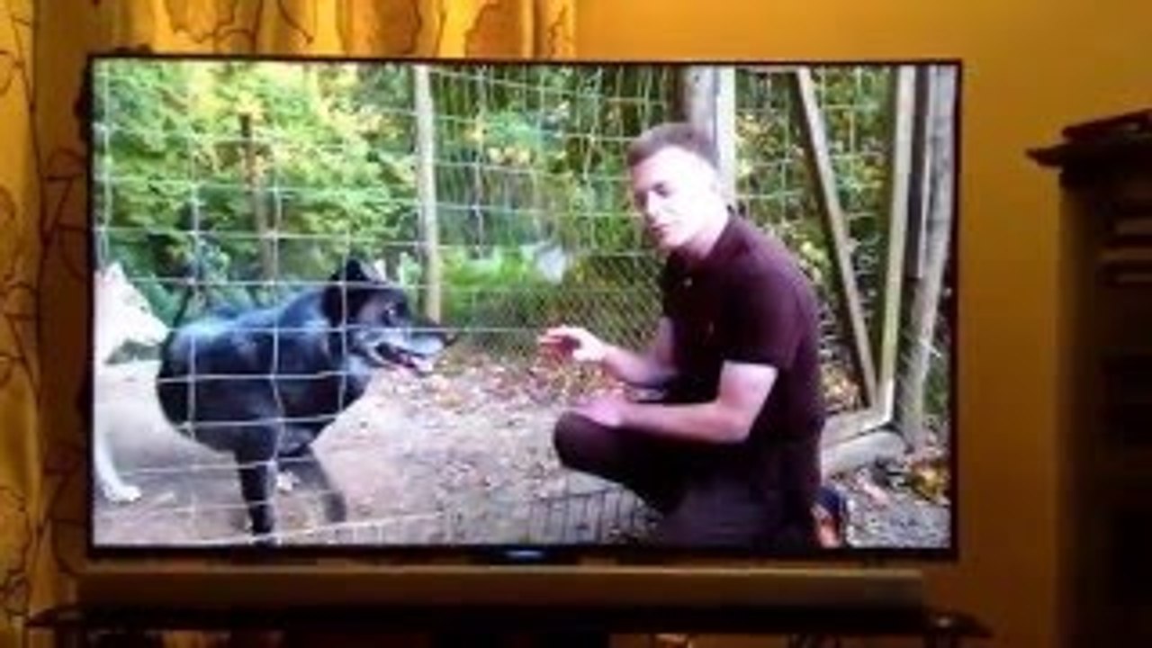Interesting and funny program called cats and dogs .