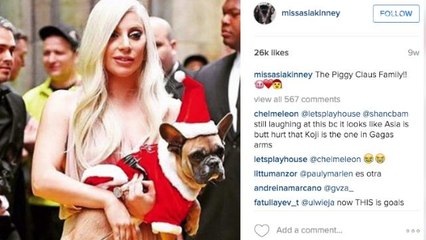 Pets of Instagram are celebrities