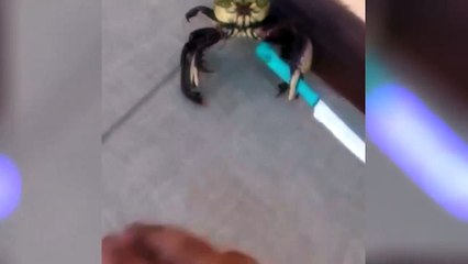 Краб гангстер с ножом. The gangster crab with a knife. Под песню Мы бандито.