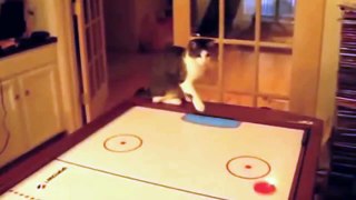 Funny Cat Videos Compilation - funny cats - a funny cat videos compilation 2016 [new hd]
