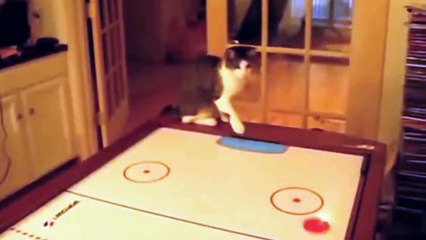 Funny Cat Videos Compilation - funny cats - a funny cat videos compilation 2016 [new hd]