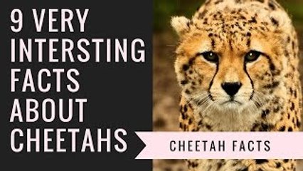 Cheetah Facts | Interesting Facts About Cheetah