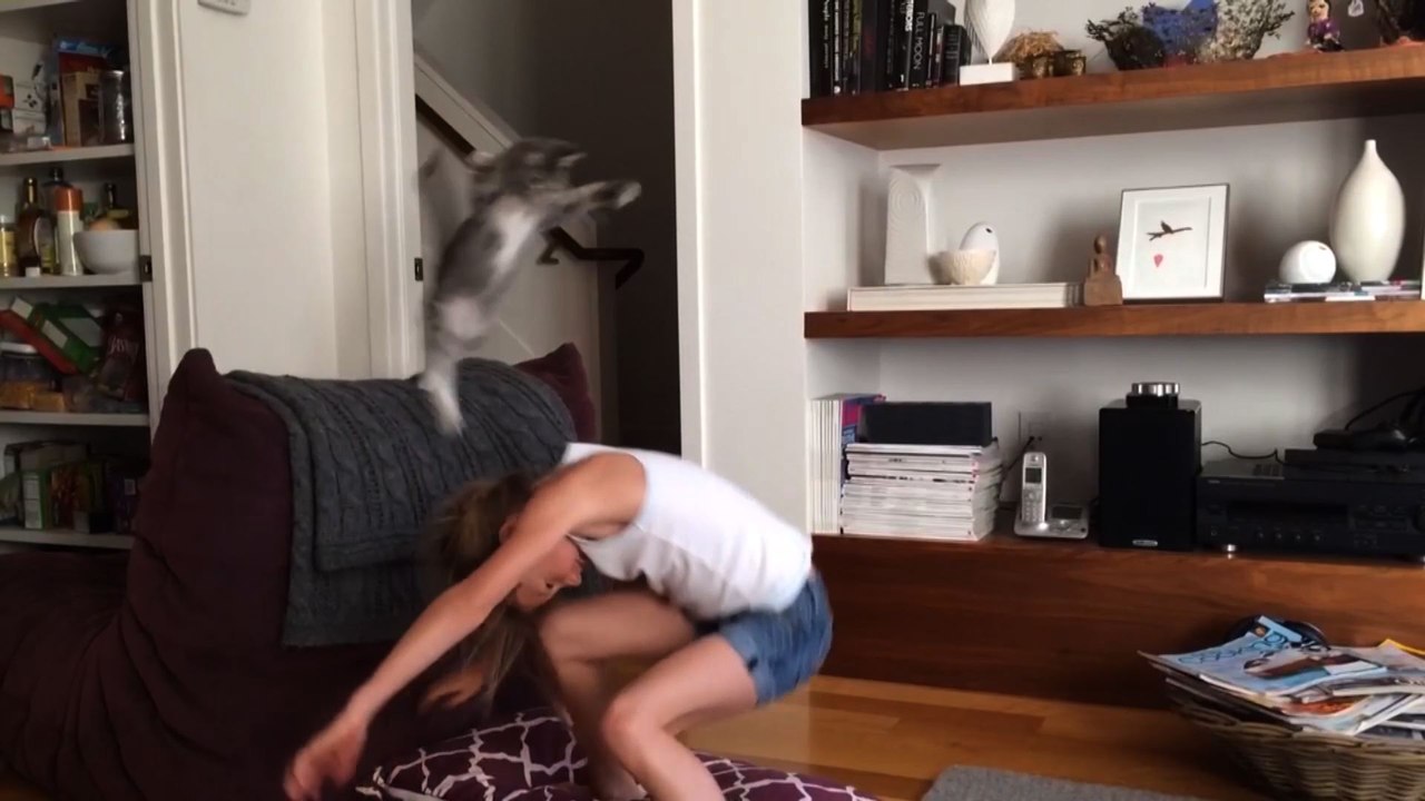 21 Cats Leap Into The Leap Year