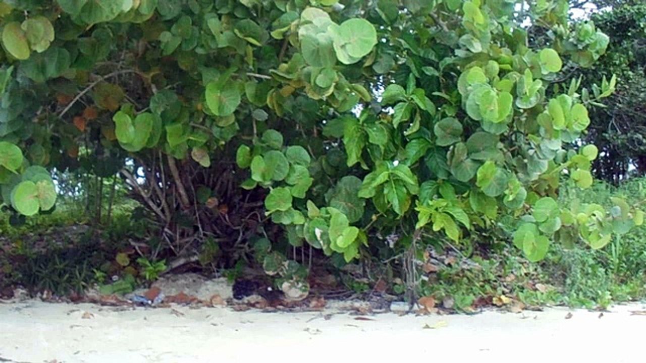 Negril 7 miles beach Jamaica  2015