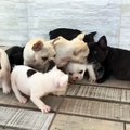 These baby French Bulldogs are little gangsters...