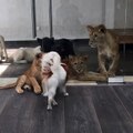 This little puppy is friends with very big cats...