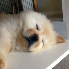 This puppy needs to work very hard on his wake-up technique...