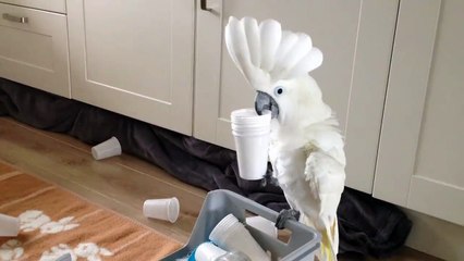 Parrot Trying To Find The Perfect Cup...
